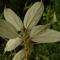 Debregeasia longifolia (Burm.f.) Wedd.